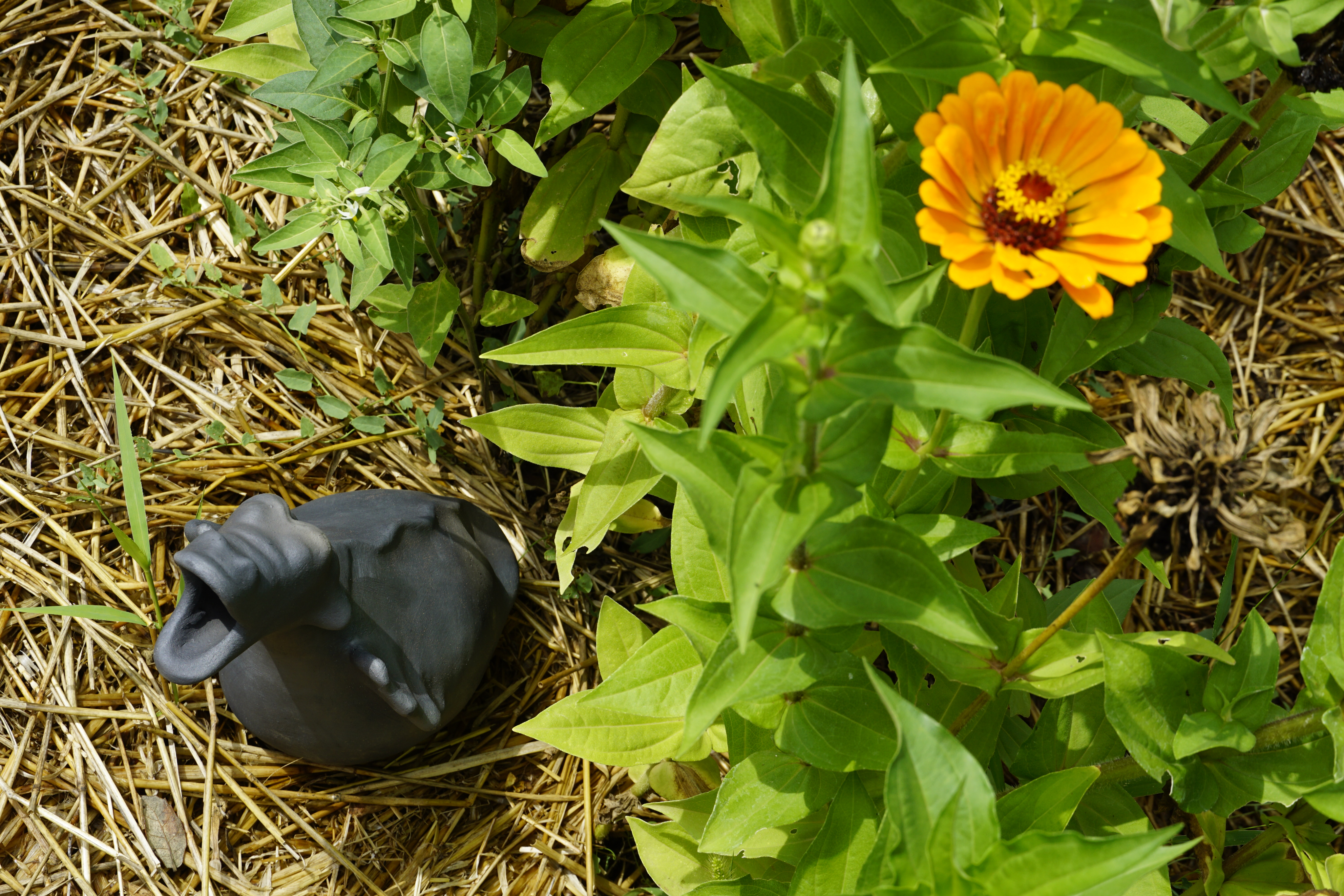 Image of vintage milk cap from Bush Dairies in Flemington NJ